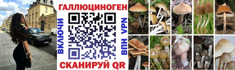 darknet Telegram  Спасск  Псилоцибиновые грибы Psilocybe 